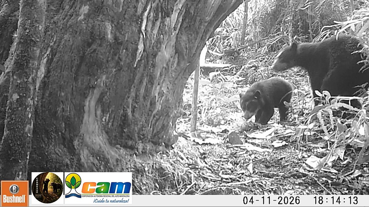 CAMHUILA's tweet photo. #NoticiasCAM | Una nueva generación de osos andinos crece en el Huila 👉🏻 https://t.co/tAYEnIE41K  
 
Cámaras trampa 📹 y el monitoreo de la biodiversidad 👀📸registran hembras de oso de anteojos 👓🐻🧸con crías, evidenciando la conservación de los ecosistemas del Huila🌱🌳 https://t.co/sjdvpcNjBa