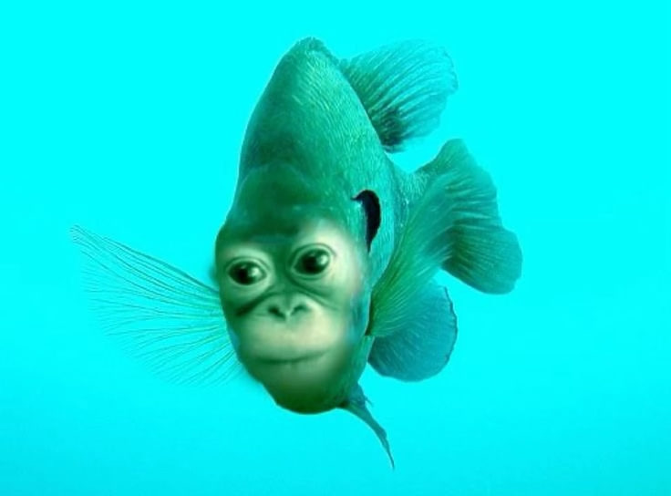 munkeypump's tweet photo. munkey in his flop era https://t.co/eQ6mVoQeZK