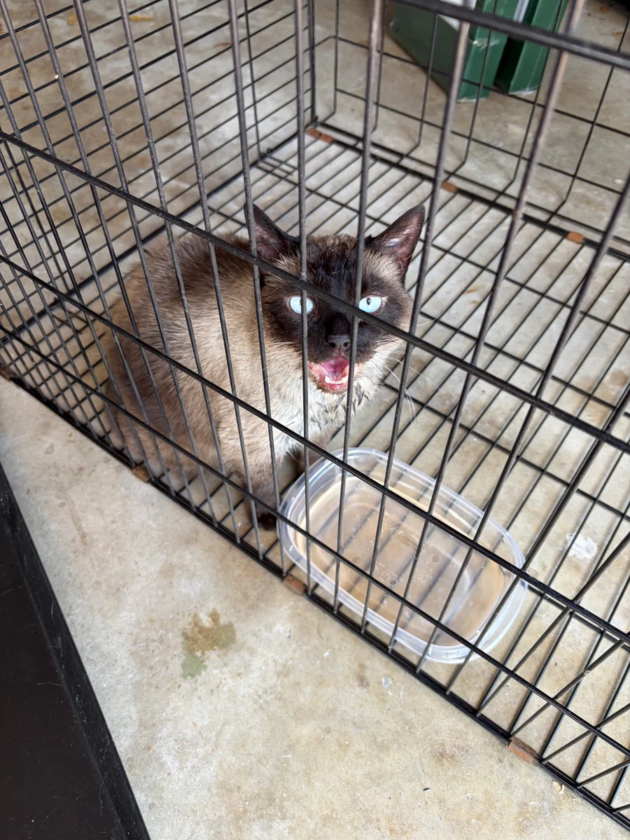 A rescued cat meowing in a pet cage with a bowl of water.