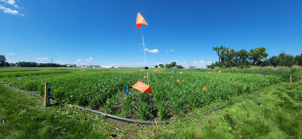 TylerWist1's tweet photo. At #aginmotion and I'm #midgebusting ! @AginMotion Let's see what the pheromone trap turns up in July. @SeCan @SaskWheat https://t.co/vhwceYyYYc