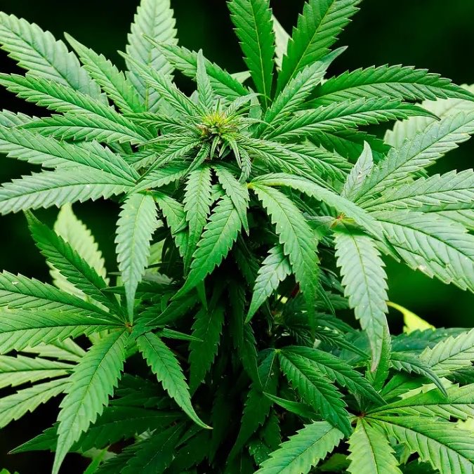 bchartsnet's tweet photo. A rainha Marina Lima defende legalização da maconha e fala abertamente que escreveu TODAS as músicas de sua carreira na brisa.

“Todas as músicas que compus, desde o começo, foi sob o efeito de maconha. Tudo. (…) Vejo hoje um desejo crescente de se criar leis, de se regularizar e discutir isso. Como quando legalizaram o álcool. Começaram a proibir e havia pessoas ganhando com o álcool, bandidos, Al Capones. Tinha toda essa coisa de álcool proibido, e a sociedade foi vendo a necessidade de legalizar porque as pessoas gostavam e não queriam ser presas. E eu acho que chegou a vez da maconha mesmo. Graças a Deus, está chegando cada vez mais”, disse ao Breeza.