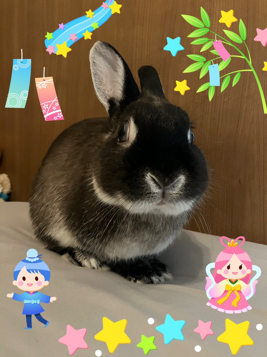 おはようございます✨ 今日は七夕🎋 そらの願い事は…🐰⭐️ 『せ
