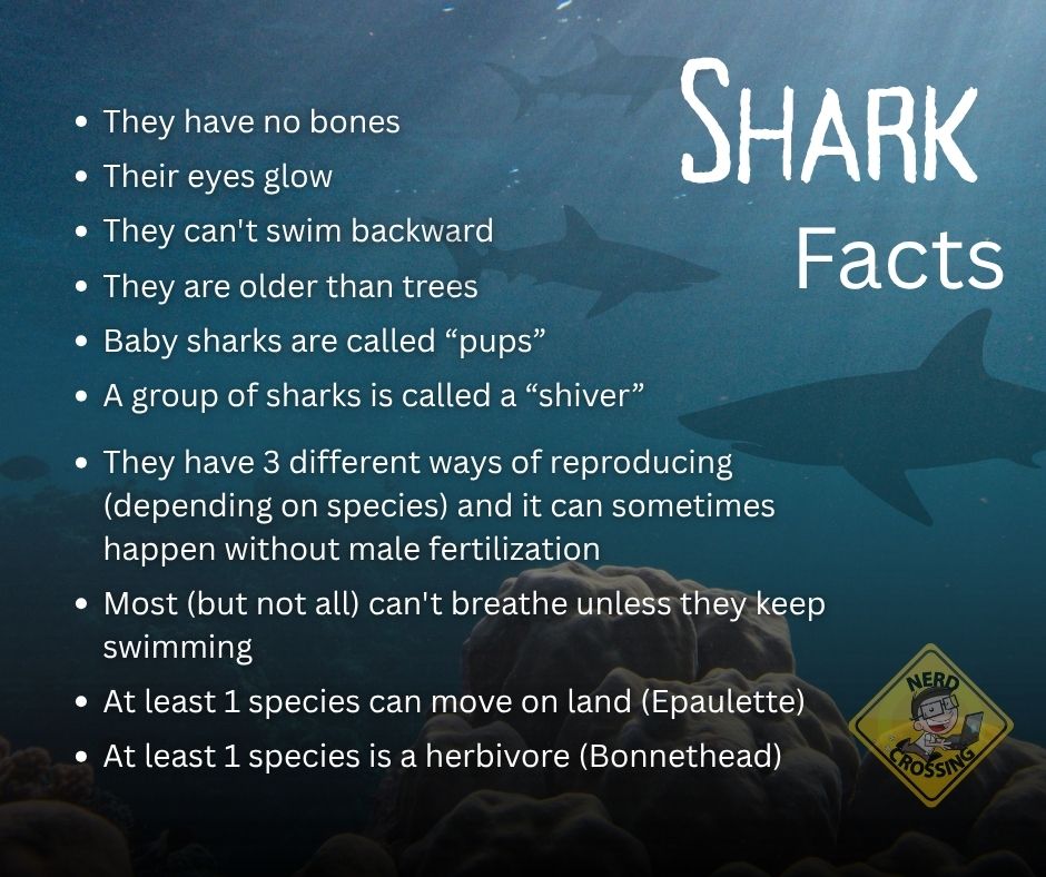 nerdxing's tweet photo. Kicking off #SharkWeek with some fun and nerdy shark facts. 🦈🤓Which one surprised you the most? https://t.co/KlvevTrHjB