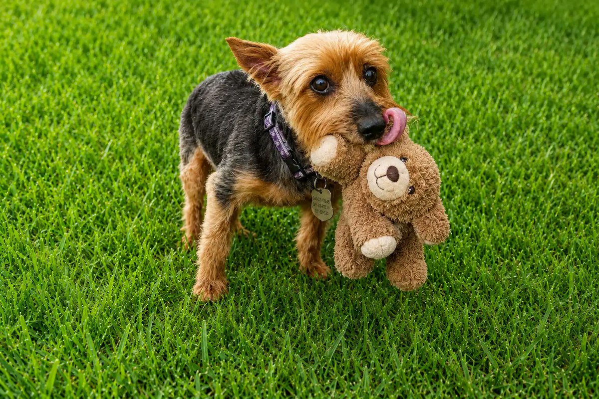 HWAHSeniorPets's tweet photo. This is a courtesy post for our friends at FOACAS in Potomac, MD

Zippy is a male Yorkie weighing 7 lbs. He is between 8-10 years old. He was found as a stray.

Zippy is so sweet! He adores other dogs, children, car rides and cheese.

To adopt, visit https://t.co/77vYSEs5GP. https://t.co/e6vknigWTu