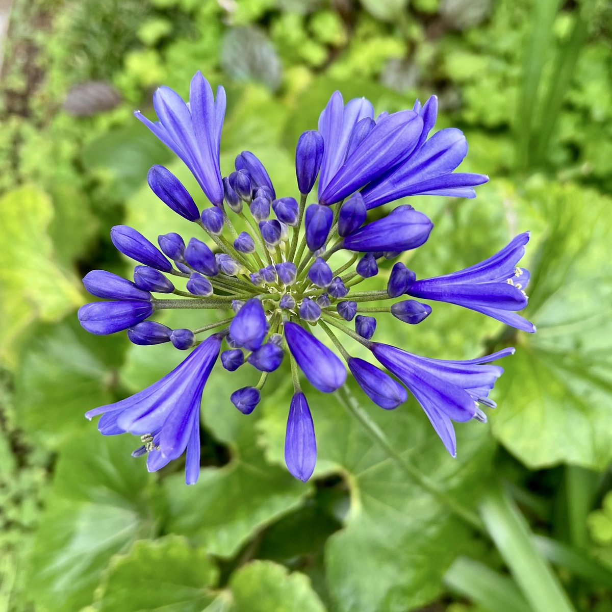Tuesday, July 7, 2026 Good morning (⁎ᵕᴗᵕ⁎) Have a great day