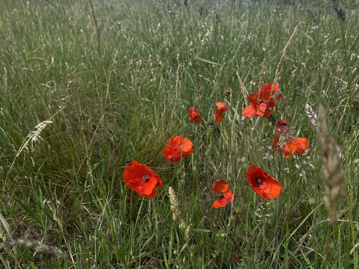 maidenoftshire's tweet photo. meadowmaxxing summer https://t.co/A7UIh6E4dV