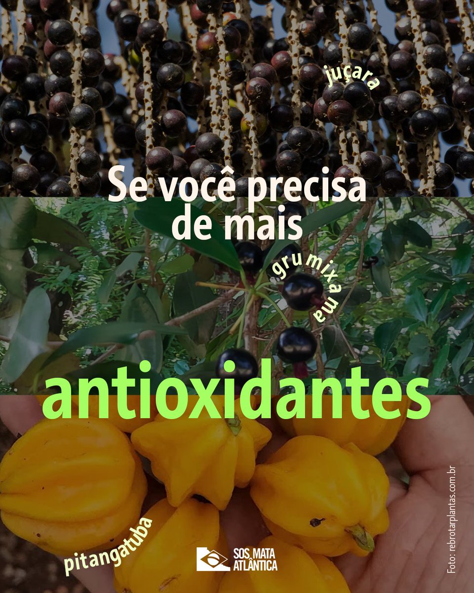 sosma's tweet photo. Pitanga, uvaia, araçá, cambuci, jabuticaba e juçara são provas vivas de que a floresta em pé gera valor, nutrição e bem-estar essenciais para a sociedade. Nossas frutas nativas são alimentos essenciais que cuidam de nós enquanto mantêm a floresta de pé. https://t.co/raCf5AvvQ3