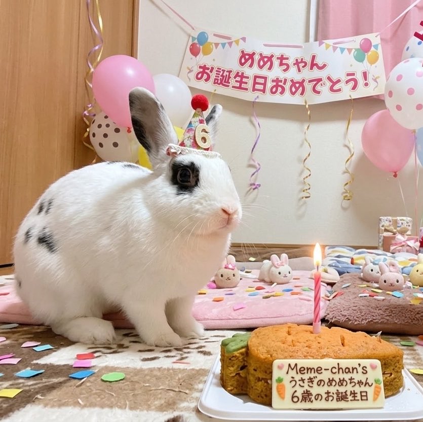 3miki0's tweet photo. 7/5はめめ様6歳の誕生日でした。
1年おきに胃拡張になったり去年は子宮の病気でﾋﾔﾋﾔしたりもしたけれど、無事に誕生日を迎えられて幸せです。普段は爆食い爆掘り元気いっぱいだけどシニアなんでね、今まで以上に注意して見守っていこうと思います。
ずーっとそばにいてな。
めめ誕生日おめでとう。 https://t.co/ggkUUNkOCO