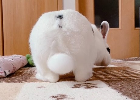 3miki0's tweet photo. 7/5はめめ様6歳の誕生日でした。
1年おきに胃拡張になったり去年は子宮の病気でﾋﾔﾋﾔしたりもしたけれど、無事に誕生日を迎えられて幸せです。普段は爆食い爆掘り元気いっぱいだけどシニアなんでね、今まで以上に注意して見守っていこうと思います。
ずーっとそばにいてな。
めめ誕生日おめでとう。 https://t.co/ggkUUNkOCO