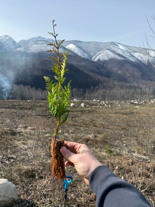 Forests Canada tweet media
