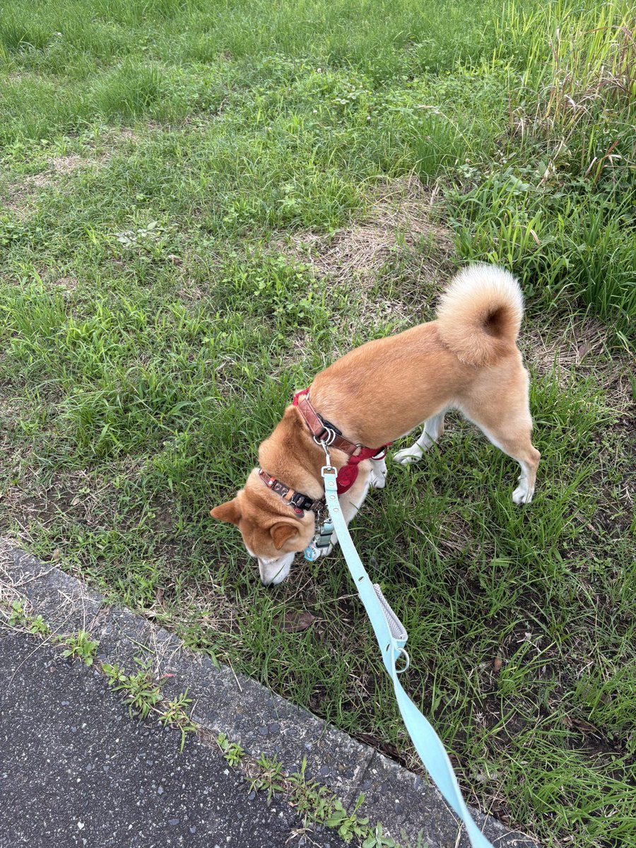 t0526bashi's tweet photo. 延長戦入らなかったから散歩行けた♪
#柴犬 https://t.co/dBKrCOFCfx