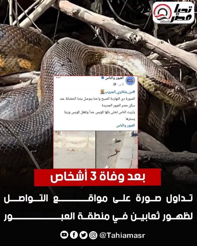 M4R6s's tweet photo. الكوبرا والزواحف شديدة السمية اول مرة المصريين يتهاجموا من انواع مايعرفوهاش والمصل المتوفر مش مصلها هل ممكن يكون بسبب اللاجئين الافارقة زى ما حاولوا قبل كدا يهربوا الكائنات دى لداخل مصر واكيد منها كتير نجح فالتهريب لبلدنا ماهى المؤمرات ممكن ماتتخيلهاش كانسان بسيط ومعاهم الكلاب https://t.co/n4n2BvKf4N