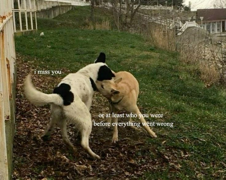 DoggyPosting's tweet photo. https://t.co/f1T9N0oDQw