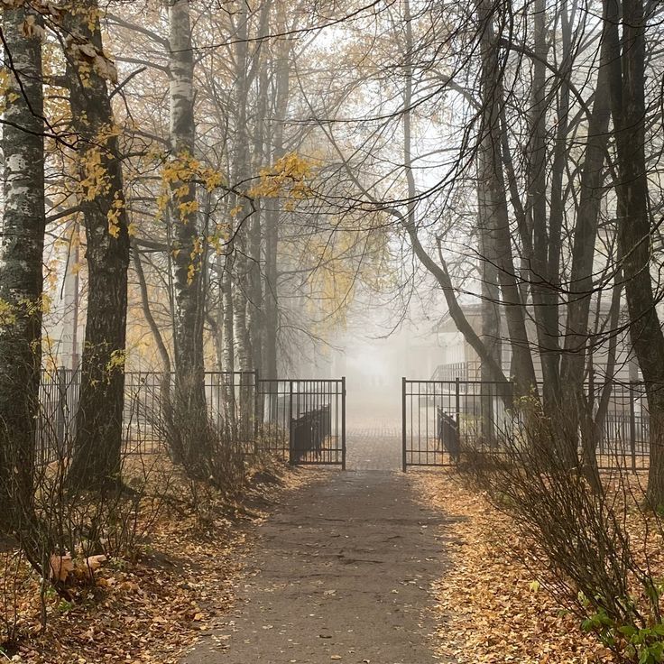 talya9646171863's tweet photo. Foggy autumn 🍁☁️ https://t.co/s0FlNRfTYq