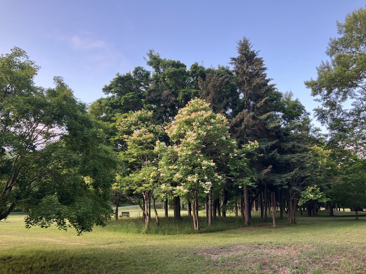 Z6Thc's tweet photo. 外に出ると曇ってましたが公園に着く頃は晴れて日差しが強くなってきて11km走。気管支の調子が悪いのでご機嫌を伺いながら行ったのですが、なんとかついてきてくれました笑。何かの感染症なのかもしれません。ステロイドがあるとはいえ気をつけなくちゃ。今日も飲み会ですが飛ばしたりせずマイペース。 https://t.co/KP7lJ8gqN1