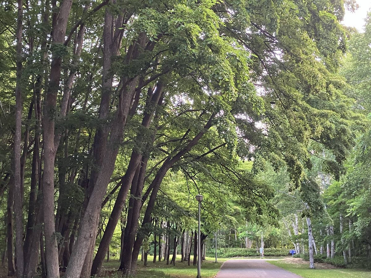 Z6Thc's tweet photo. 外に出ると曇ってましたが公園に着く頃は晴れて日差しが強くなってきて11km走。気管支の調子が悪いのでご機嫌を伺いながら行ったのですが、なんとかついてきてくれました笑。何かの感染症なのかもしれません。ステロイドがあるとはいえ気をつけなくちゃ。今日も飲み会ですが飛ばしたりせずマイペース。 https://t.co/KP7lJ8gqN1