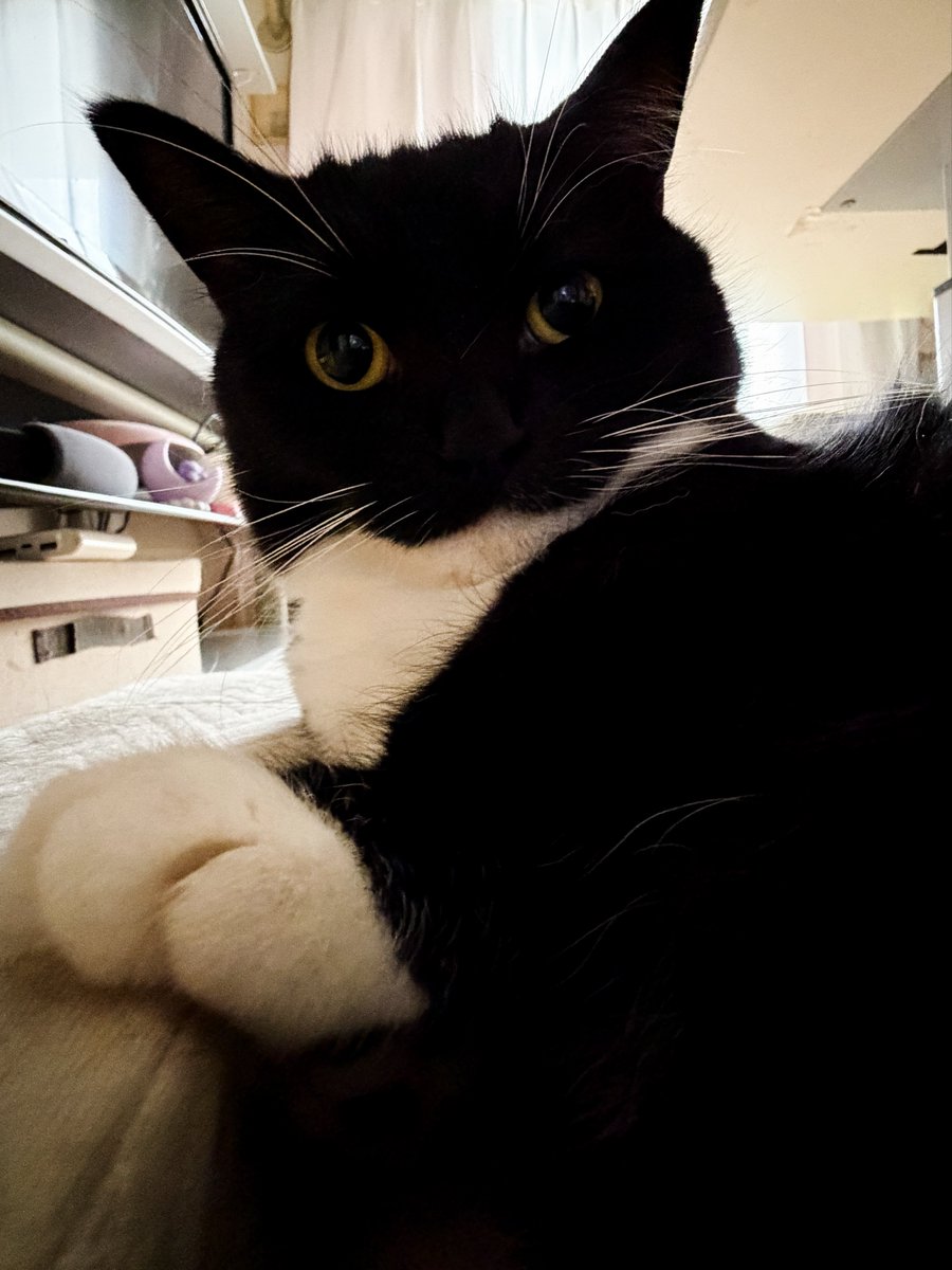unicouniuni3's tweet photo. Uni says hi :3 https://t.co/L81eA5NLi1