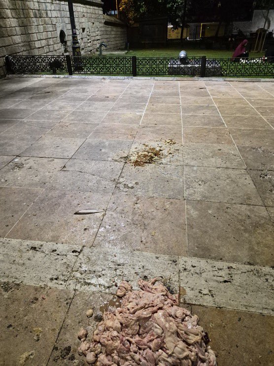 slmhktn's tweet photo. Fatih Camii Boyacı Kapısı'na sahipsiz hayvanları beslemek amacıyla bırakılan sakatat ve yemek artıklarının oluşturduğu çevre kirliliği, vatandaşların sert tepkisine yol açtı. https://t.co/civhNyNlAG