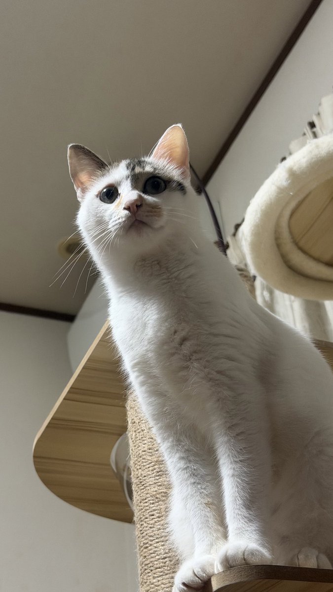 ぬこ