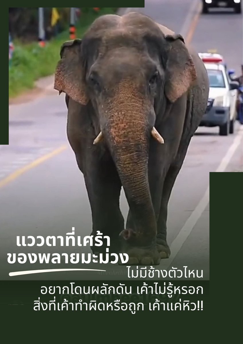 paichewee65779's tweet photo. โคตรเกลียดอธิบดีกรมอุทยานและรัฐมนตรีกระทรวงทรัพย์ที่ไม่เห็นคุณค่าสัตว์ป่า ป่าไม้ พลักดันออกนอกพื้นที่ พลักดันไปไหนว่ะ ป่าก็ไม่มีแห้งแล้งช้างออกมาหากินก็ยิงเขาไล่เขา https://t.co/2oKjevL8nz