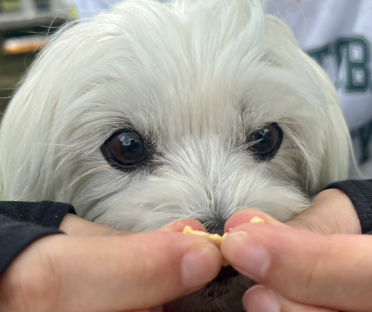 近っ‼️😅 #マルチーズ #犬好きさんと繋がりたい #犬のいる暮らし