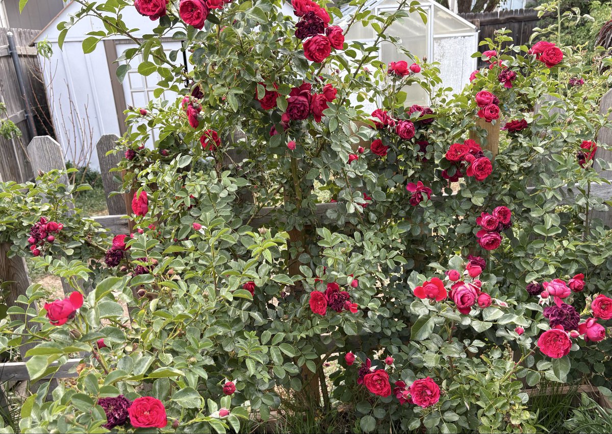 TigerOnTheShelf's tweet photo. Florentina is one of my favorite climbing roses ☺️ although the weather was not so good last winter, it still gave lots of blooms this year https://t.co/7jhXAMUfzP