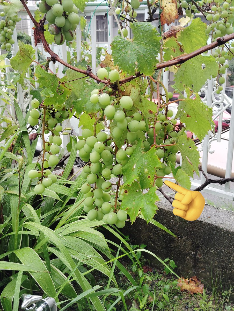 shibashigeru's tweet photo. おはようございます。
今日の朝の名古屋の天気雨です。
気温19℃

ぶどう🍇
①順調
②間引き漏れが😳
やちゃいました😁

#果物収穫#8月#種類#巨峰 https://t.co/Jj5Roo9sCX