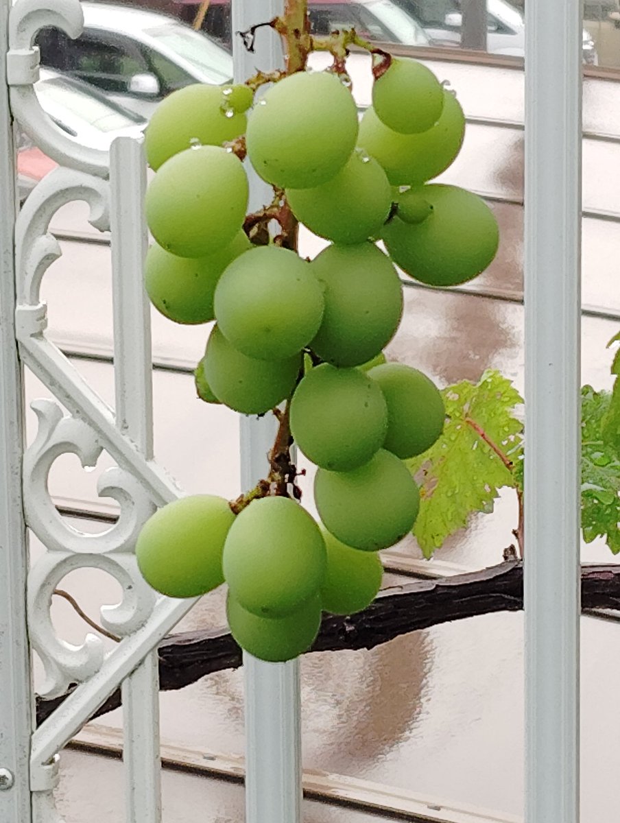 shibashigeru's tweet photo. おはようございます。
今日の朝の名古屋の天気雨です。
気温19℃

ぶどう🍇
①順調
②間引き漏れが😳
やちゃいました😁

#果物収穫#8月#種類#巨峰 https://t.co/Jj5Roo9sCX
