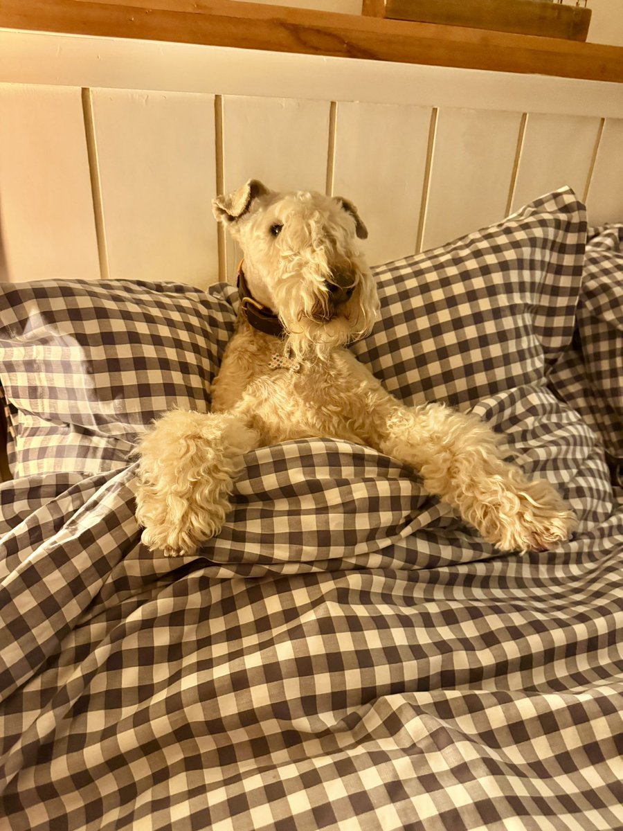 Bertie Lakeland tweet media
