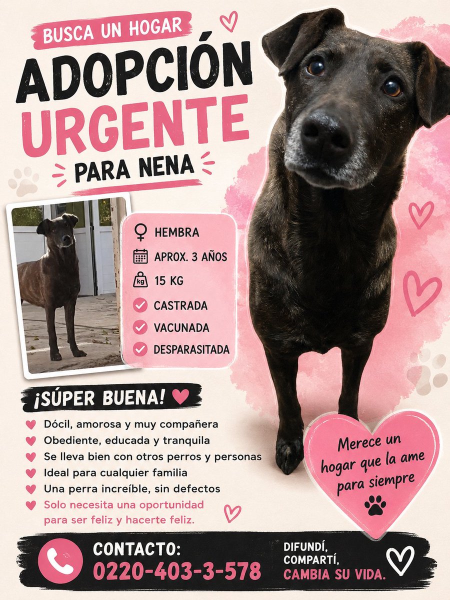 Ye94316774's tweet photo. Sigo buscando adopción 🙏 hace meses que la estoy difundiendo 🥲 https://t.co/5EhSgA6Xki