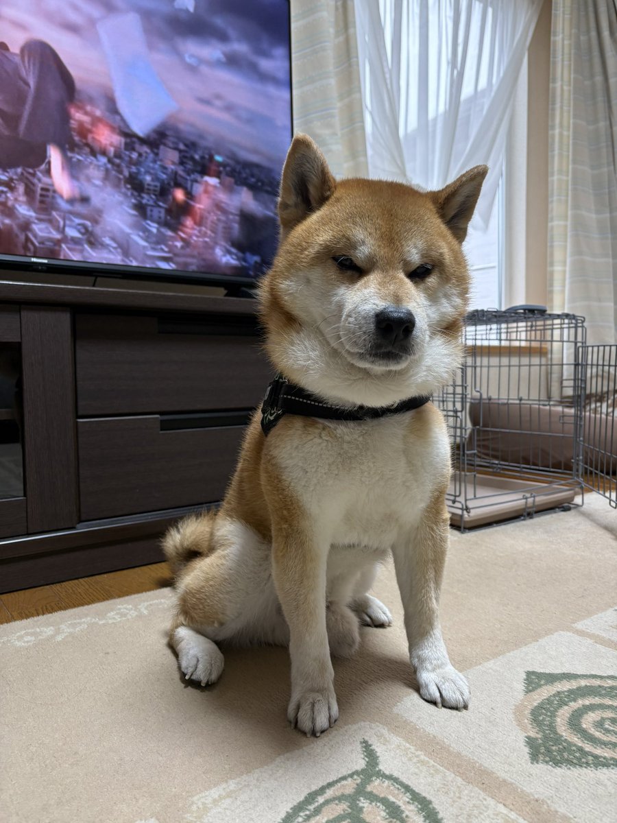 kotaroo0301's tweet photo. 久しぶりに小太郎😍 https://t.co/kiWnLoagzA
