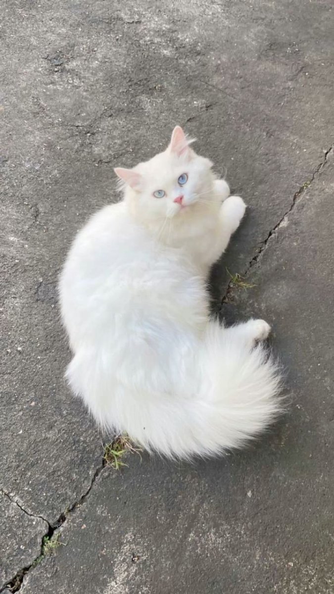 Jasonmj9e's tweet photo. So cute 🥰 https://t.co/y2yZo0Yq3U