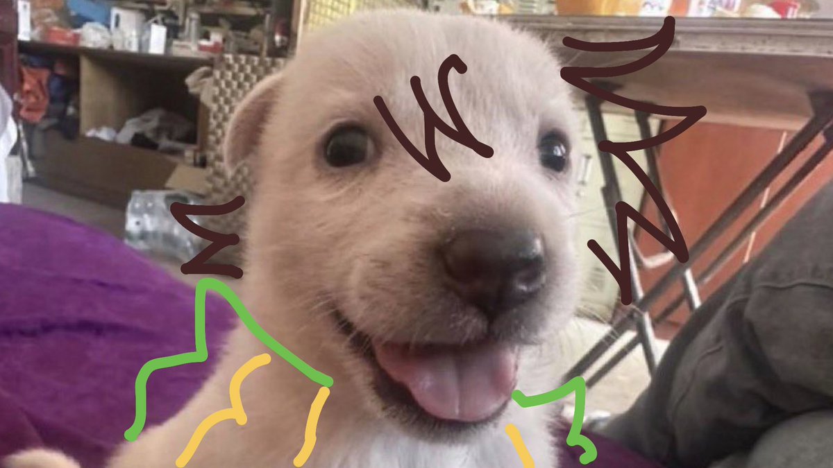 meomeomero's tweet photo. Idk whos dog is this but i thought of Joseph so i https://t.co/0peZNIxufD
