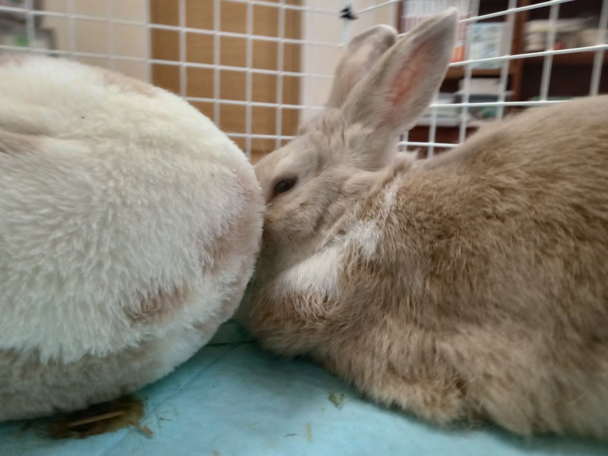 うさぎ