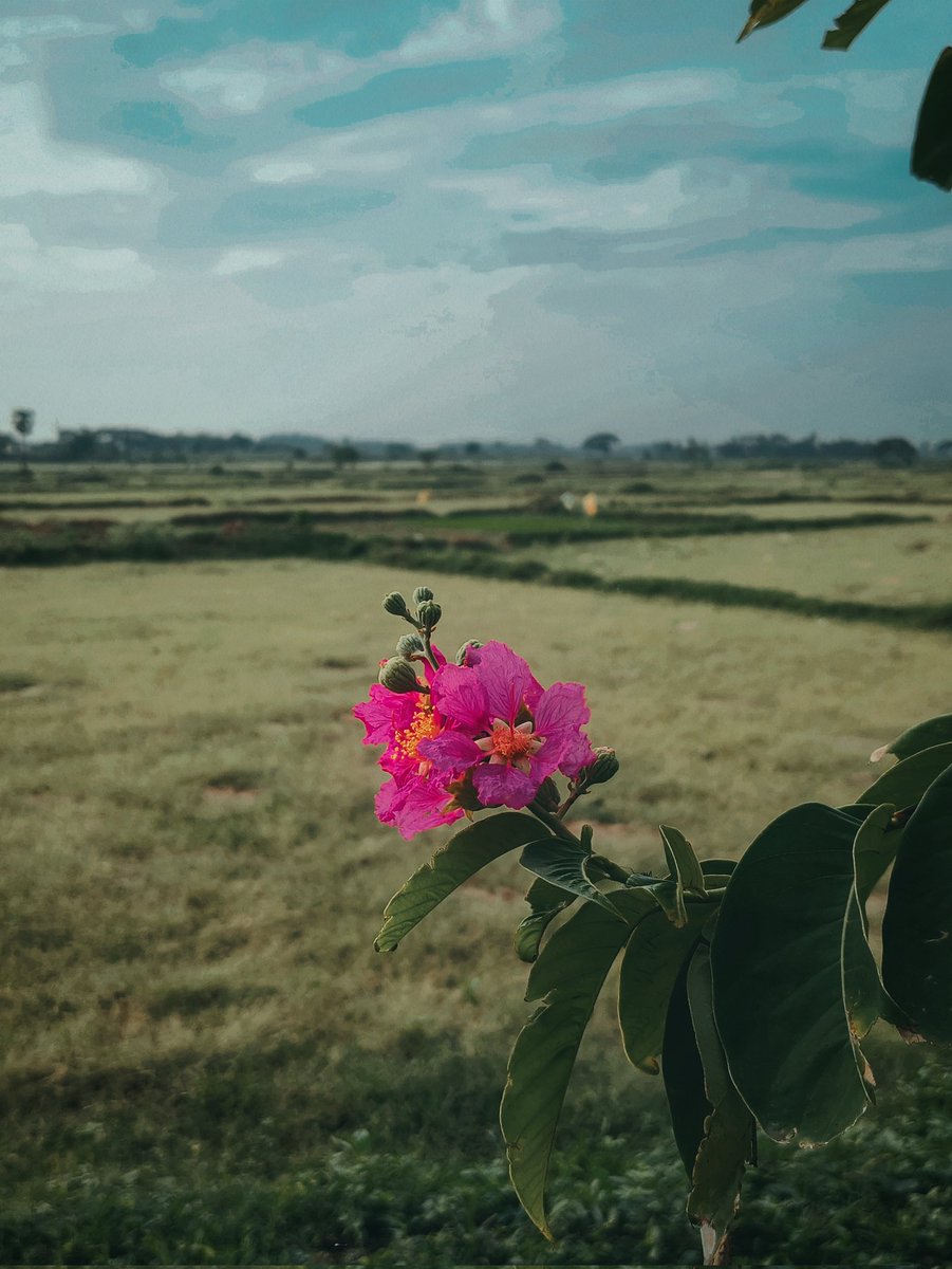 Ajaysemili's tweet photo. Good morning 
Have an amazing day!

#Click #flower #landscapephotography https://t.co/nZcPFhgkAg