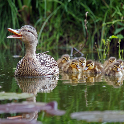 WolfofX's tweet photo. In 1928, Australian rower Bobby Pearce was racing for Olympic glory when something unexpected appeared directly in his path.

A family of ducks was crossing the water.

Pearce could have kept rowing. Instead, he stopped his boat and waited for the mother duck and her ducklings to safely pass.

His French opponent, Vincent Saurin, kept going and opened up a lead of several boat lengths.

For most athletes, the race might have been over.

Pearce simply started rowing again.

Over the remaining distance, he hunted down the lead, passed Saurin and crossed the finish line nearly 30 seconds ahead.

The incredible moment happened in the quarterfinal. Pearce continued through the competition and eventually won the Olympic gold medal, setting an Olympic record in the final.

He stopped an Olympic race for a family of ducks.

Then he came back and won anyway.