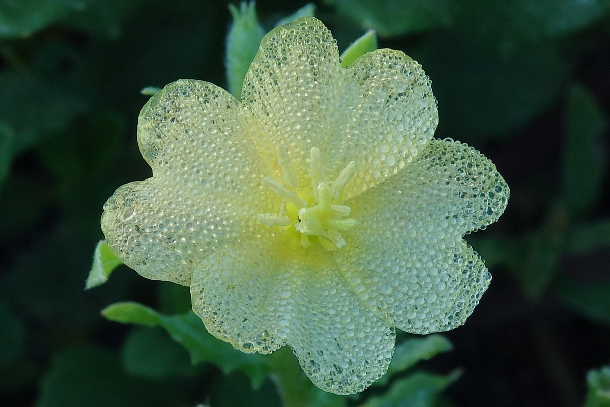 nekoja_cowrie's tweet photo. 朝露が降りたコマツヨイグサの花。
2026/7/1 https://t.co/7fvd8qxLxC