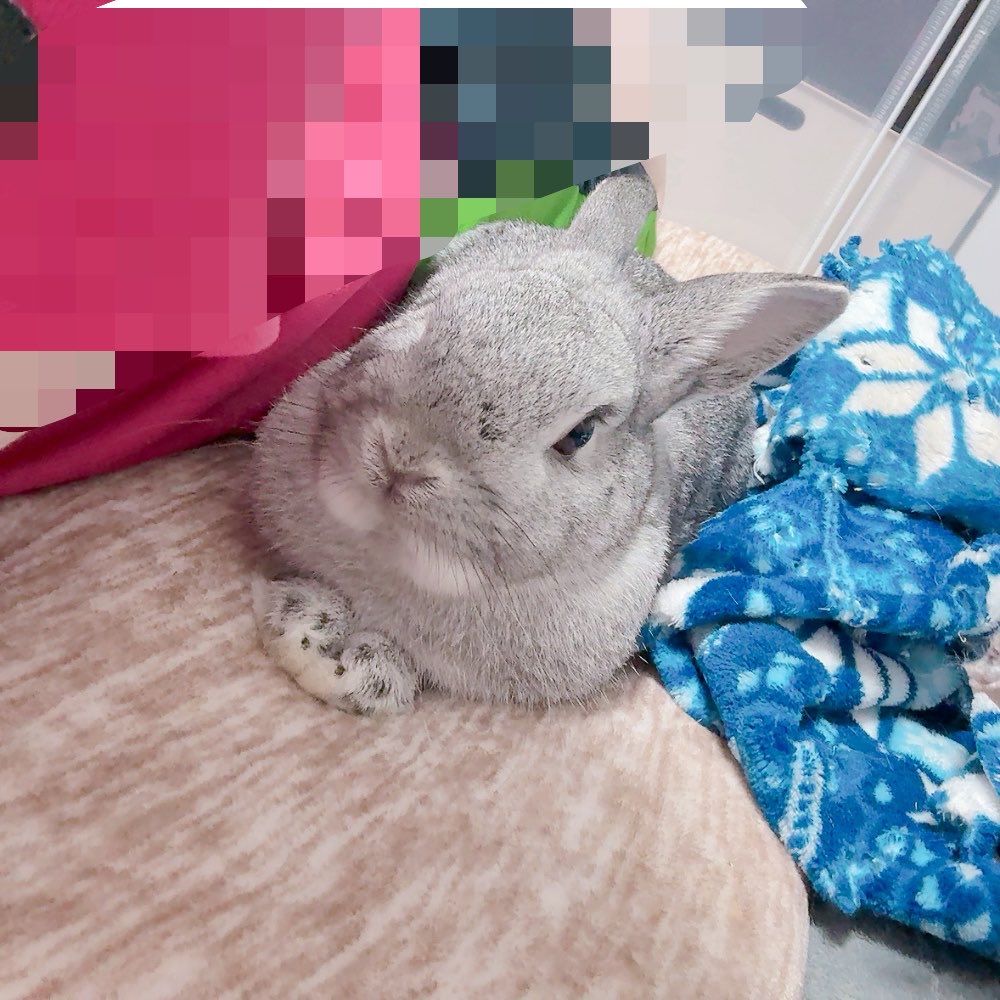 うさぎ