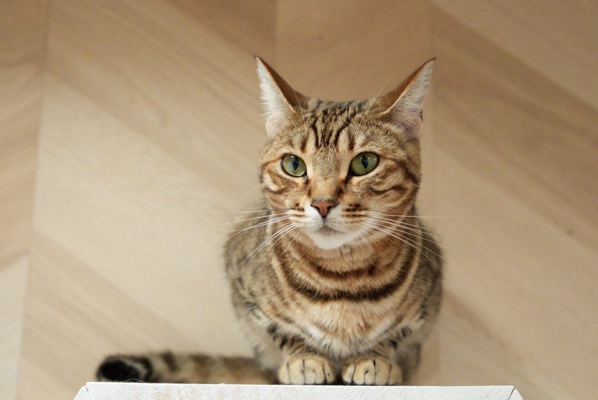 akihirocamera's tweet photo. #cat #catcafe #puchimarry #cute #photo #ilce7sm3 #sel2470gm2 https://t.co/DvnTiXywEz