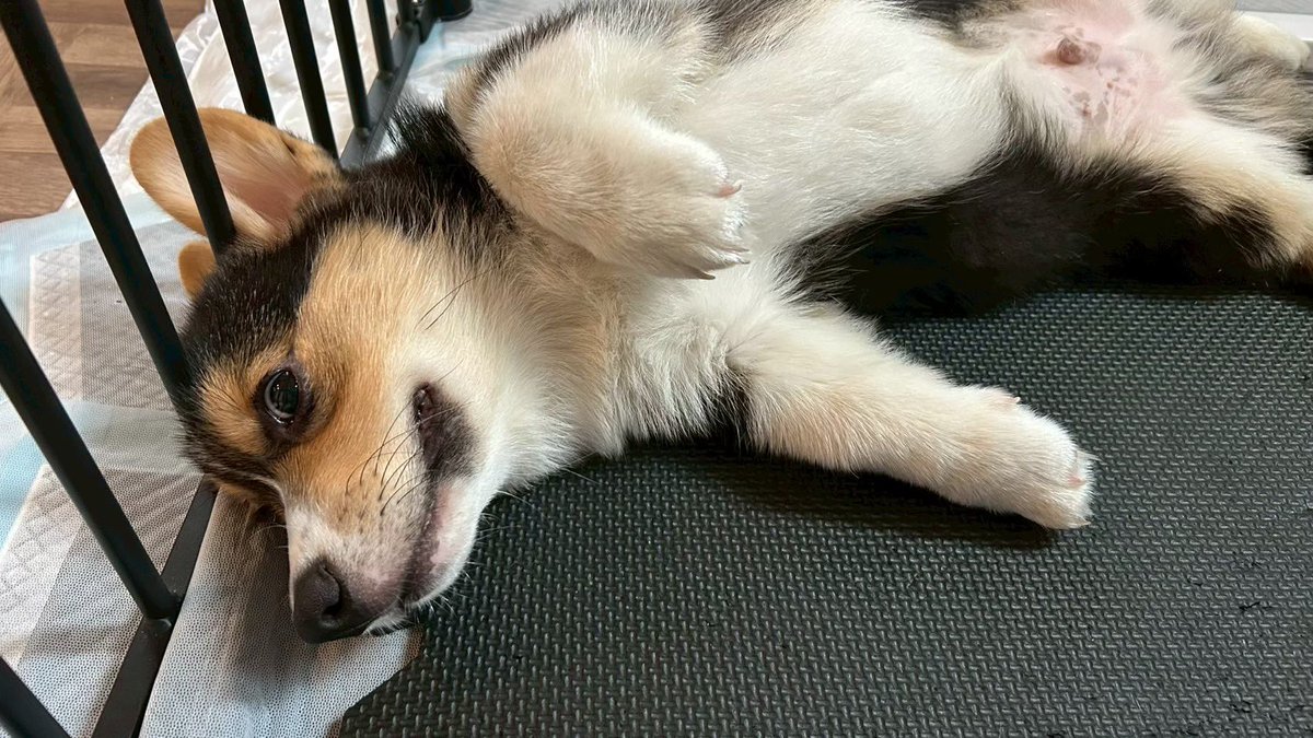 corginico's tweet photo. っえ、こうしたら喜ぶ？

#コーギー #corgi  #あざとい系 #犬好きと繋がりたい https://t.co/cZHsfKSDSc