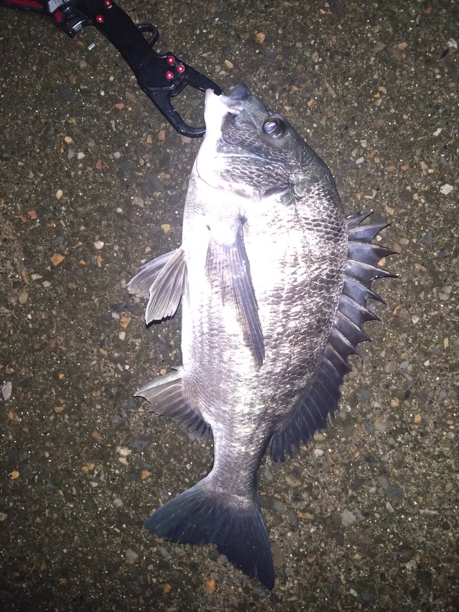 teranishi6's tweet photo. 先週末のシーバス🎣
なかなか難しい😢
ベイトがどこにいるかわからず残念でした😢
なんとか1匹とチヌは確保！
＃ガレッタ78
＃Ｋ２無限 https://t.co/rpVZyIEt7d