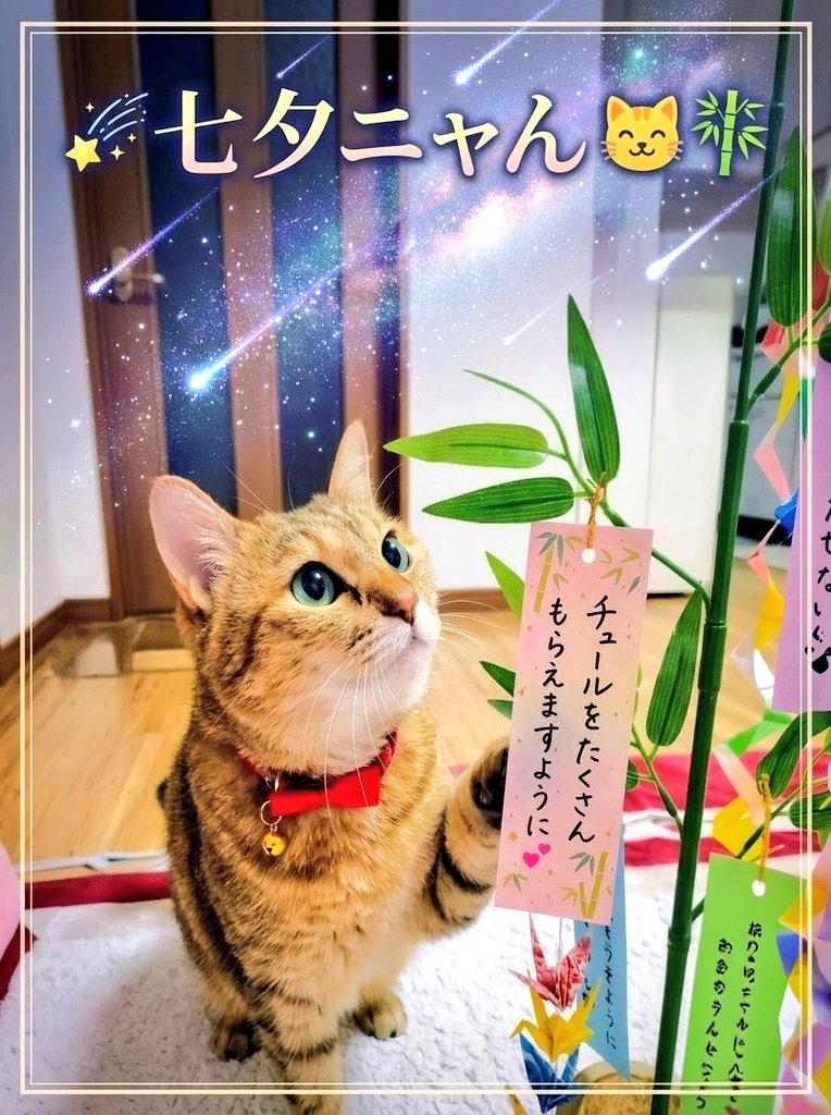sarrychiyan2024's tweet photo. おはようニャん😺
🌌7️⃣月7️⃣日🌌🎋
🎼ささの葉さらさら
のきばにゆれる〜
お星さまキラキラ
きんぎん砂子♪✨️
子供の頃飾ったの懐かしいな😌

今日も良い1日をお過ごしください…(⁠◍⁠•⁠ᴗ⁠•⁠◍⁠)⁠✧⁠*⁠。🎋

#猫好きさんと繋がりたい
#猫のいる幸せ　#みーちゃん
#七夕飾り 　#七夕 https://t.co/8y8b1P7byi