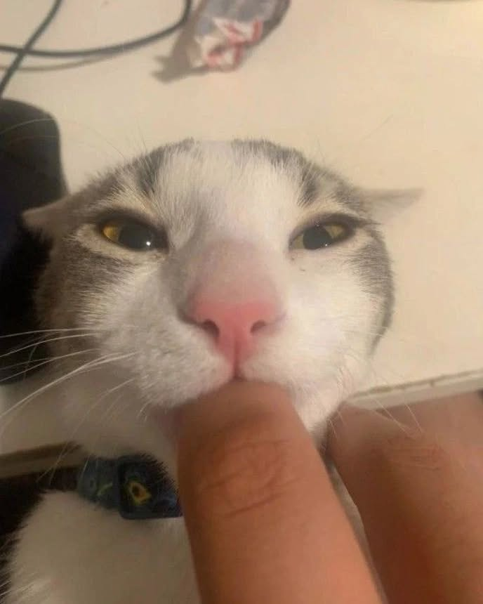 PunchingCat's tweet photo. https://t.co/2tQp30G2oz