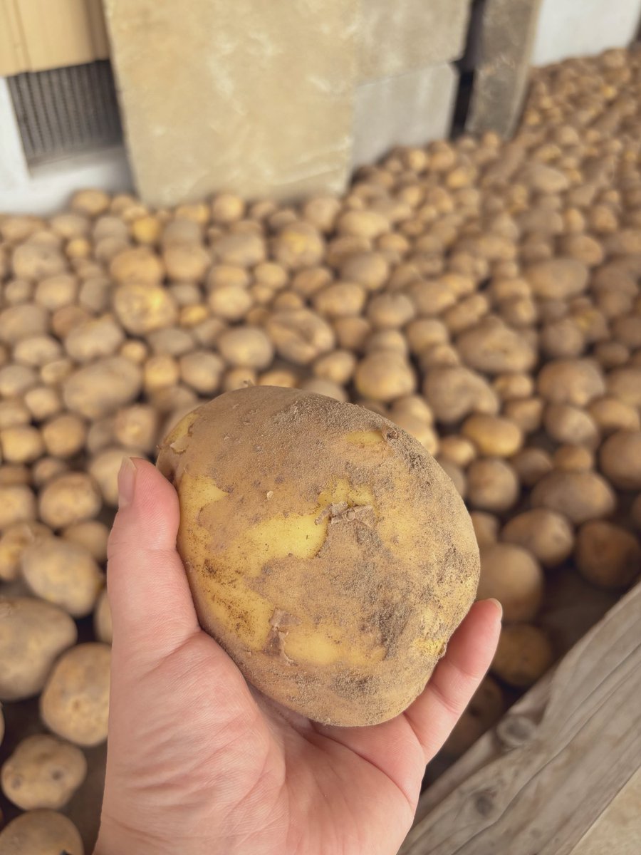 kanamevgv's tweet photo. いもほり日和🥔🧑‍🌾
今年も大収穫でした☀️ https://t.co/g516RLAfqu