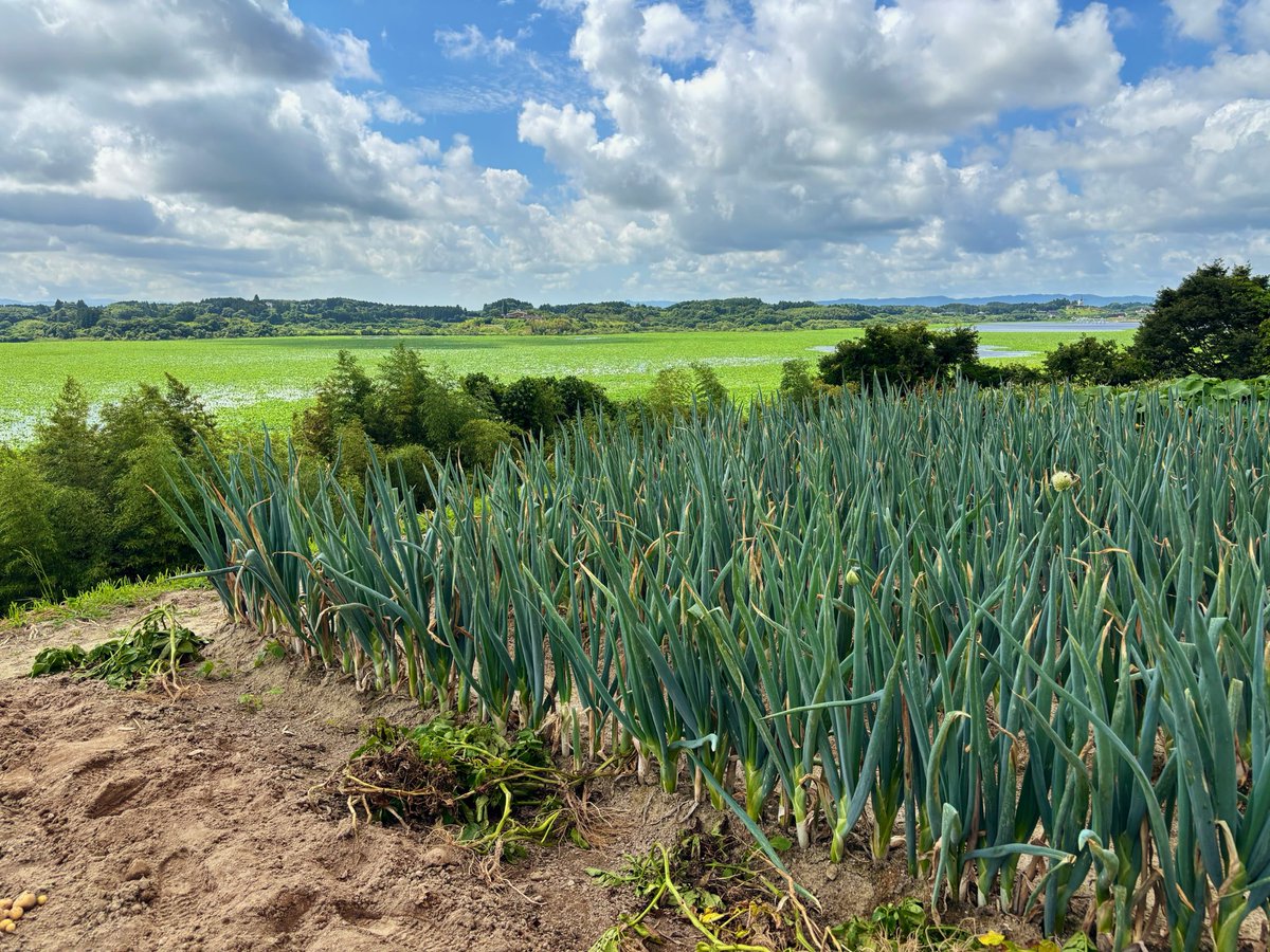 kanamevgv's tweet photo. いもほり日和🥔🧑‍🌾
今年も大収穫でした☀️ https://t.co/g516RLAfqu