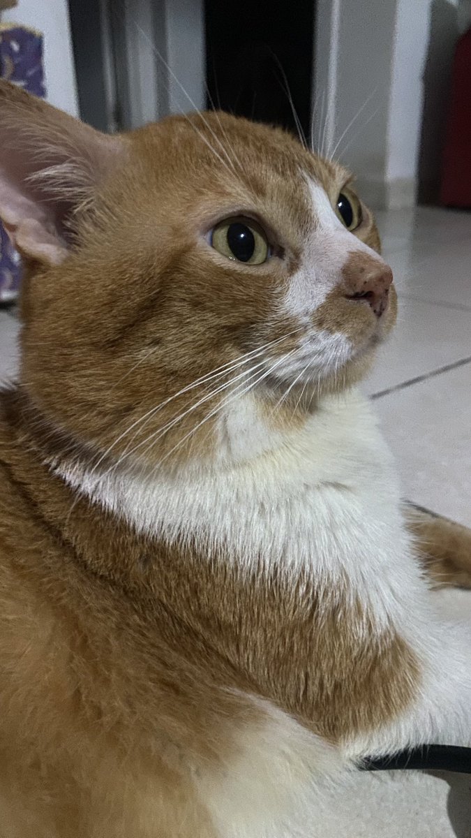 lifedelbs's tweet photo. @chicorinha_ sheldon recebe esse selo? https://t.co/WfISy5vji8