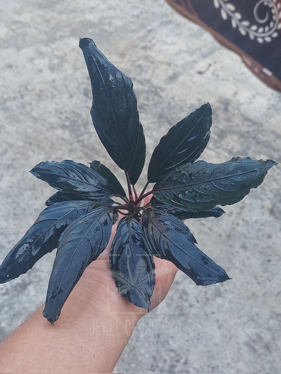 Jewelofborneo's tweet photo. Bucephalandra Dark Vader
✈️Shipping world wide
Phytosanitary and 100% legal!!
Dm for information
-
-
-
-
-
-
-
#bucephalandra #buce #jewelofborneo #jobb #aroid #ブセファランドラ #부세파란드라 #homalomena #ホマロメナ #jungleplant #schismatoglottis https://t.co/VLs8cRBxcb