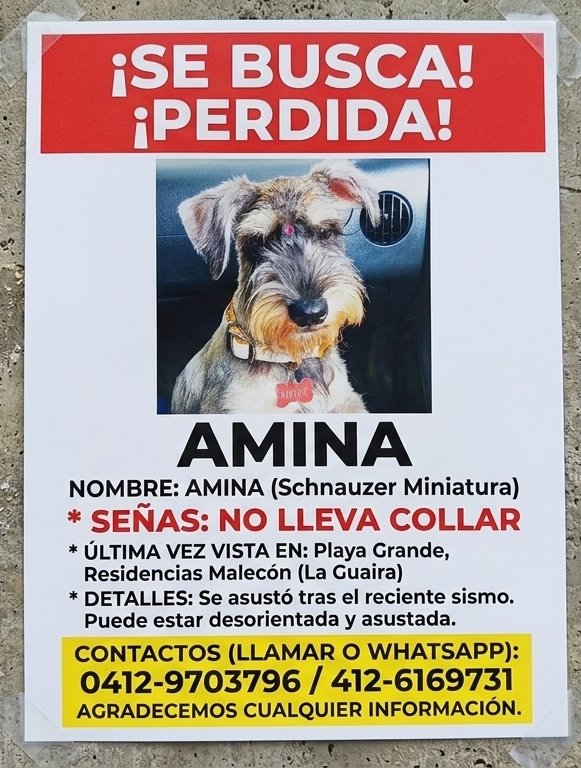 AliceeProAnimal's tweet photo. SE BUSCA MINA
PLAYA GRANDE, LA GUAIRA.

DIFUNDE, POR FAVOR 🐶🐶🐶🐶😔 https://t.co/o6myhGqLz9