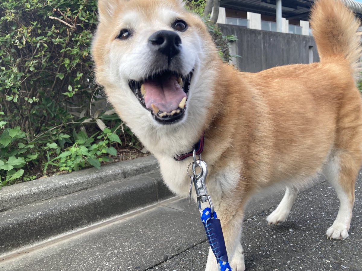 elephankt's tweet photo. 昨日は月命日。たくさん動画を見返した。
動画はずっと見られなかった。見れた、可愛かった。
半年経ったからXではこれで暫くは。
いつも好きだよ。わかな。 https://t.co/uRmAqmR1u1