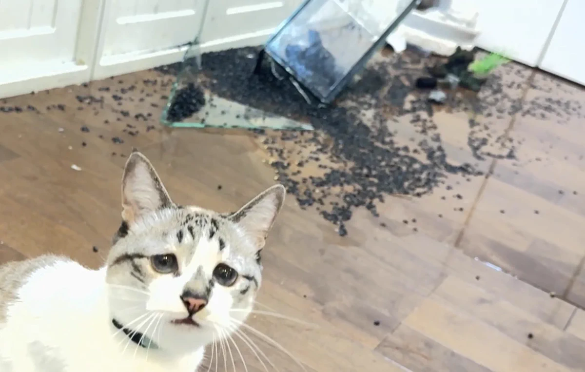 ぴえん猫ミント on X: 